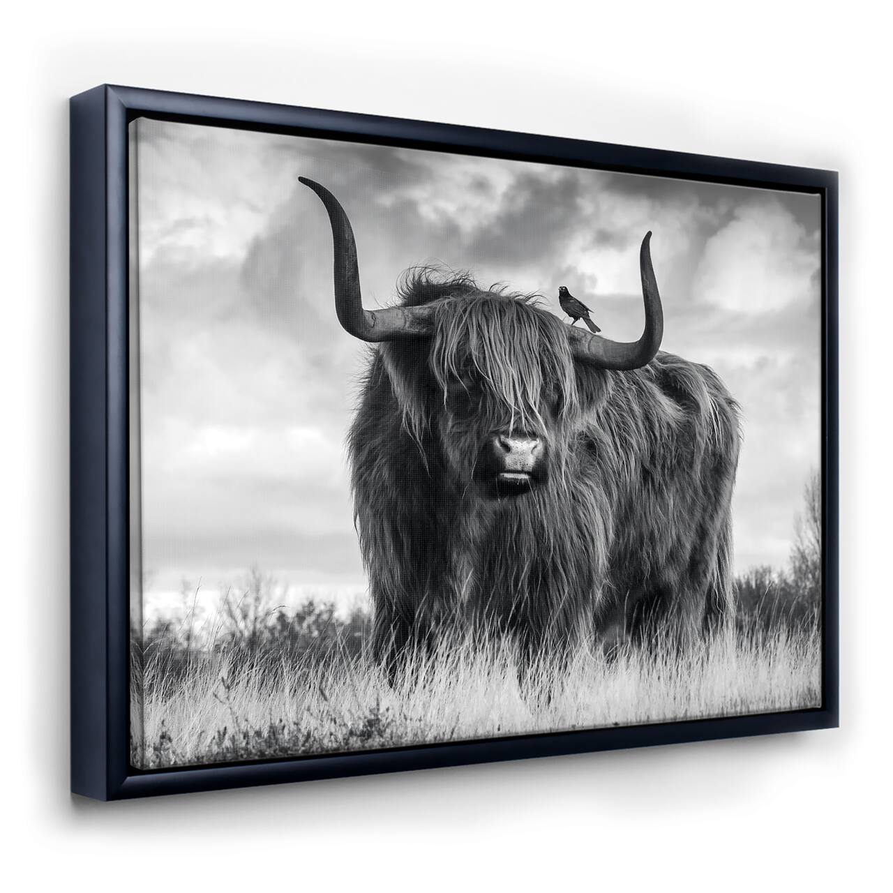 Designart - Longhaired Scottish Bull - Cottage Canvas Art Print in Black Frame